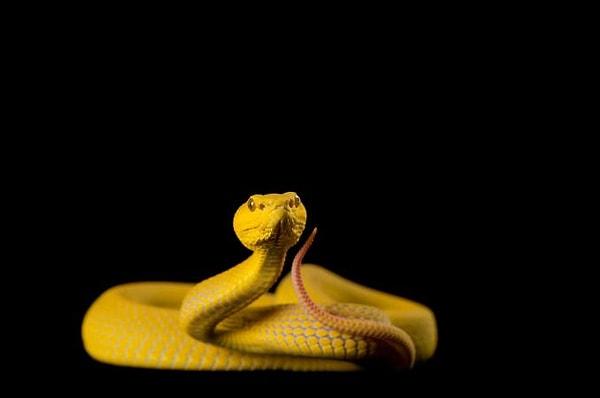 1. Zehirli yılanların gözleri elips şekline daha yakındır, zehirsiz yılanların gözbebekleri ise yuvarlaktır.