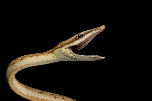 13. Zehirli yılanların ağzında bir çift zehir dişi vardır. Zehirsiz olanlarda ise yoktur.