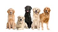 Sana En Uygun Köpek Türü Hangisi?