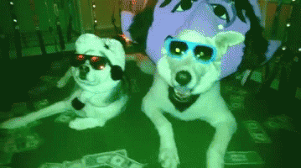 Sana En Uygun Kopek Turu Hangisi