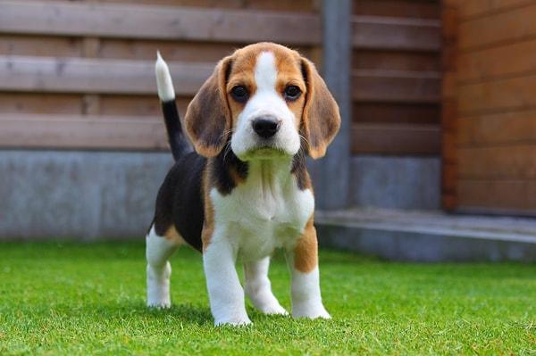 Senin köpeğin Beagle