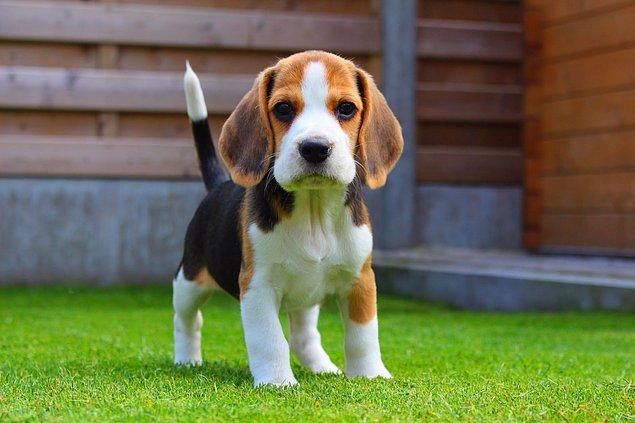 Senin köpeğin Beagle