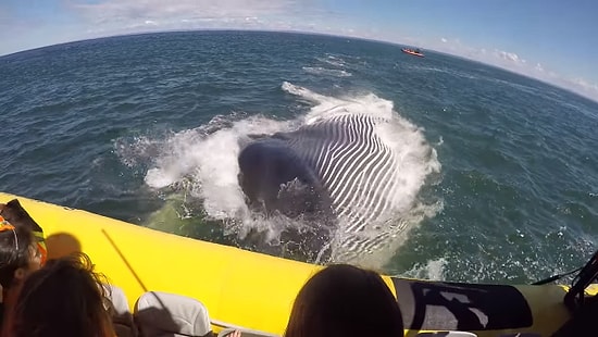 Turist Teknesini Teğet Geçen Devasa Mavi Balinanın Korku Saçtığı O Anlar