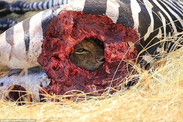 8. Dinlene dinlene zebra yiyen arsız aslan.