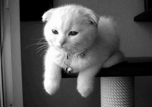 Kedi nasıl ve neden öfkeleniyor Kedi nasıl ve neden öfkeleniyor