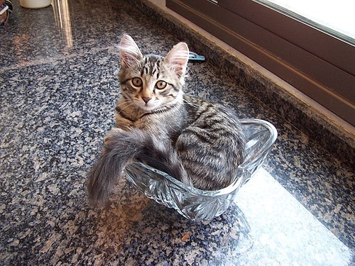 Kedi nasıl ve neden öfkeleniyor Kedi nasıl ve neden öfkeleniyor