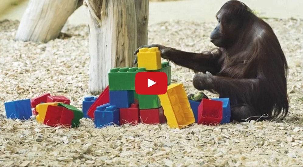 Орангутан собирает конструктор Лего