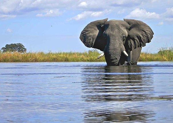 Profesör Russell Graham'a göre mamutlar en az filler kadar su tüketimine ihtiyaç duyuyorlar. Bu da günlük 70 ila 200 litre suya tekabül ediyor