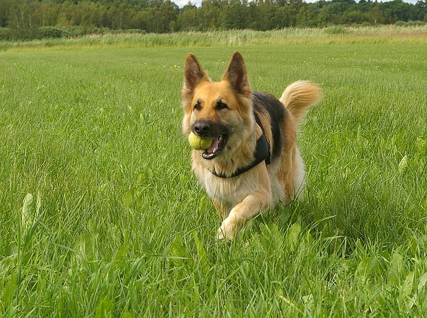Tutku