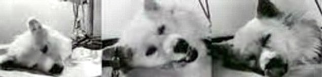 4. "Zombi köpekler" insanlığı kurtarabilir