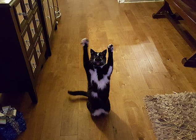 Keys neden böyle bir hareket yapıyor aslında kimse bilmiyor. Sanki görünmez bir Kedi Tanrısı'na tapınıyor.