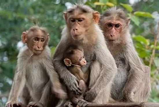 Zika Aşısı Maymunlar Üzerinde İşe Yarıyor