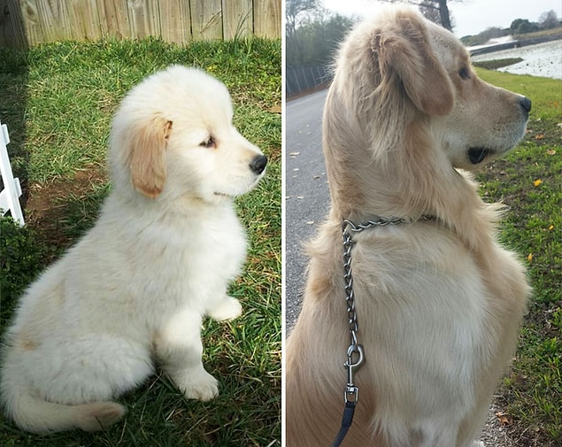 7. 2 years were enough for this puppy to bloom.