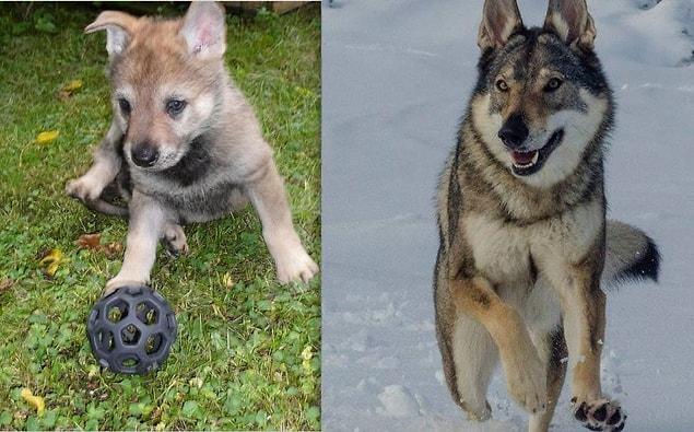 20. Daytona went from a little cute baby to a big noble dog in 3 years.