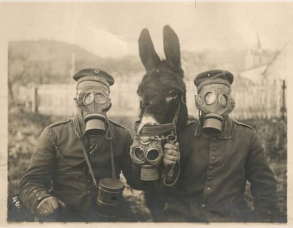 15. I. Dünya Savaşı esnasında gaz maskesi takan Alman askerleri ve ortalarında da bir katır.