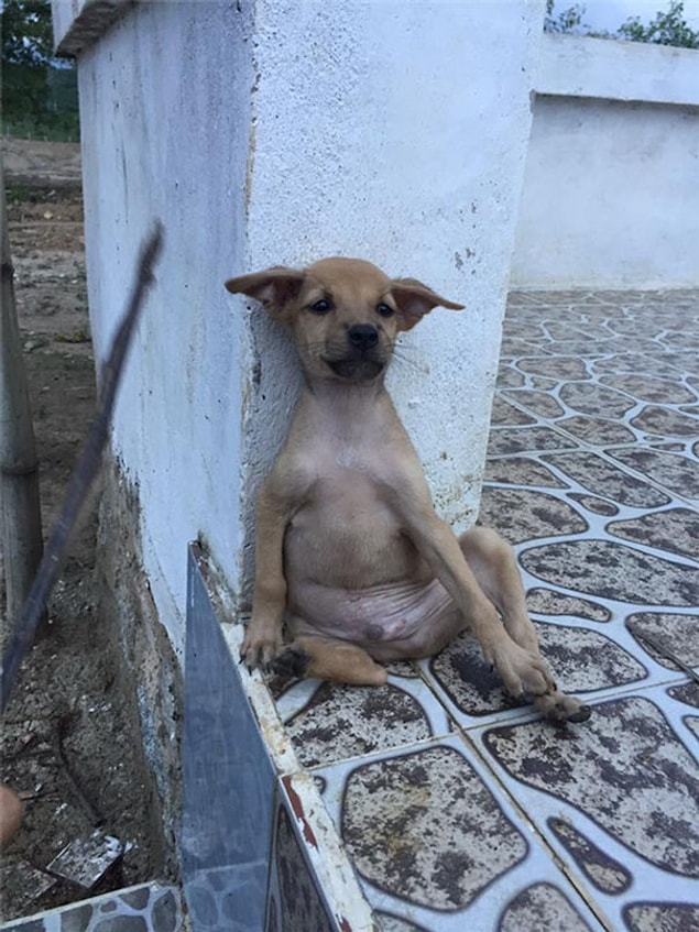 Baksanıza meditasyona bile başlamışlar. Harika bir zen pozu!