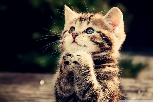 Bu miniğe yuva arıyoruz 😻