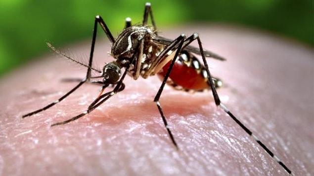 Mosquitoes are the carriers of these parasites that cause the tropical disease.