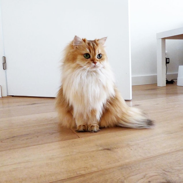 This beautiful creature resides in Holland.