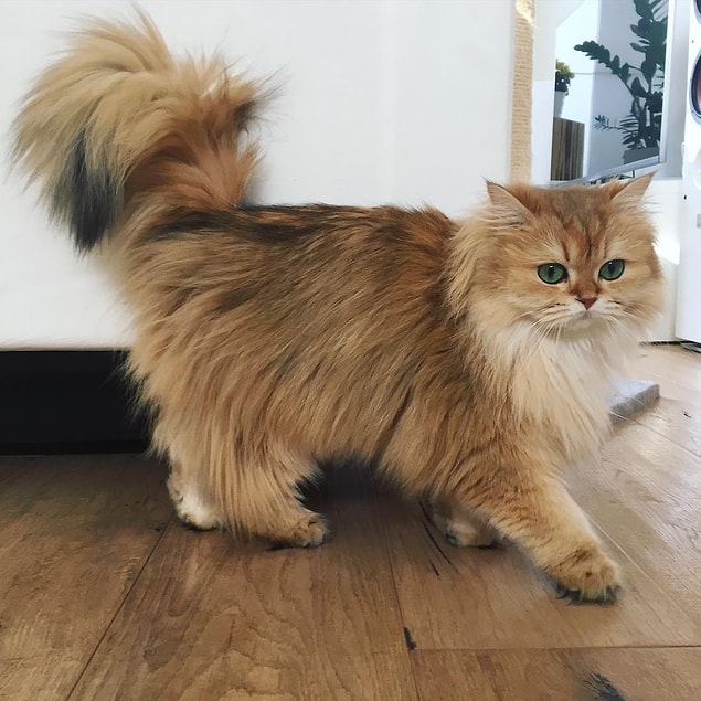 Smoothie is a British Longhair.