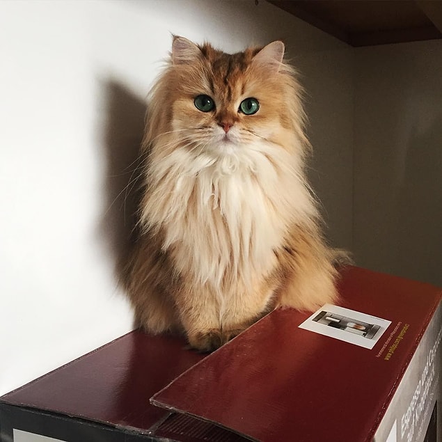 Smoothie might be the most photogenic cat that ever lived on this planet!