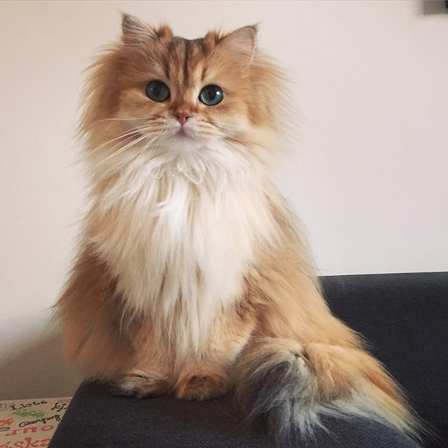 If you want to see more of this purrfect beauty, check the link below: