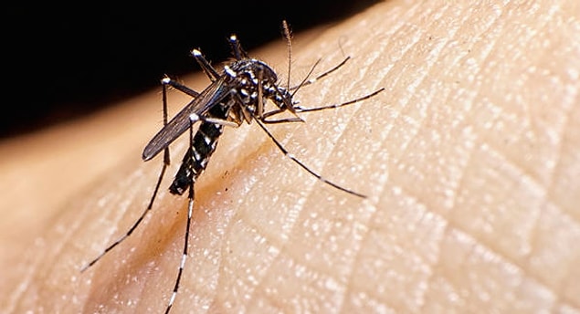 4. Zika Salgını