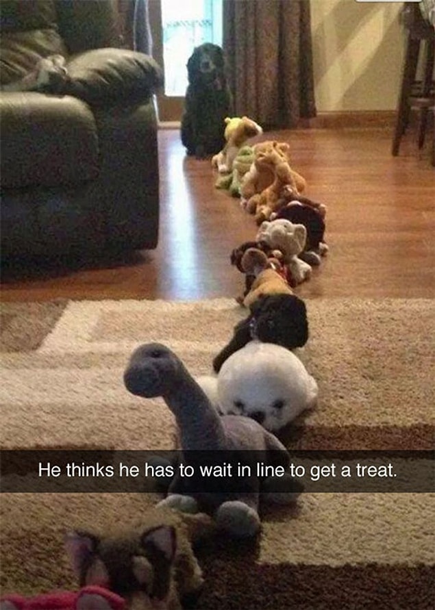 3. Even the dog knows how to wait in line
