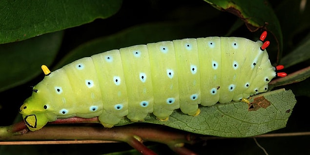 1. Caterpillars