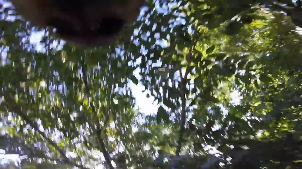 Белка украла камеру и сняла свой собственный фильм