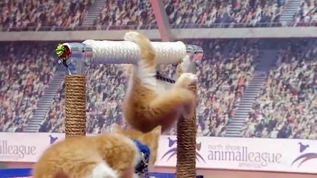 Minnoş Kediler İçin de Olimpiyatlar Düzenlenseydi Nasıl Olurdu?