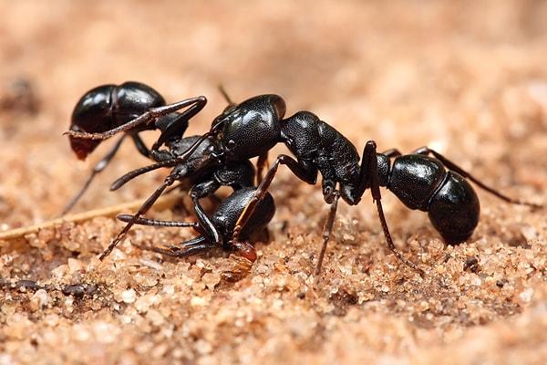 17. Dünyada yaşayan karıncaların sayısı, tüm insanların sayısının 150 milyon katıdır.