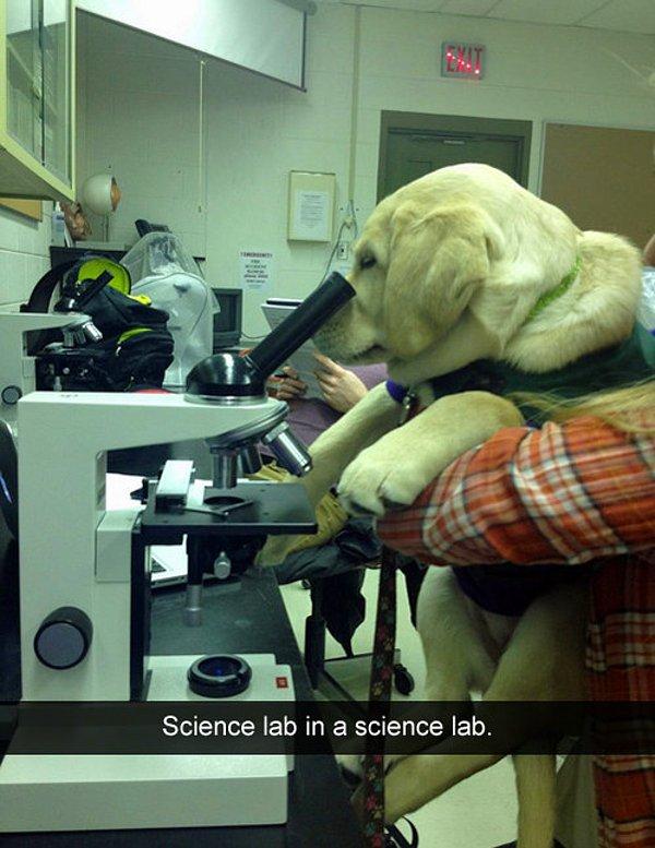 11. Kendini bilime adayan köpek!