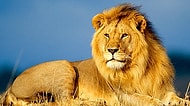 Dünya Aslan Günü Kutlu Olsun: Hayatınızdaki Aslanlarla İlgili Bilmeniz Gereken 20 Şey