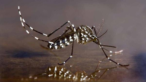 12. Sivrisinekler, insanlardan daha fazla insan öldüren tek canlılardır.