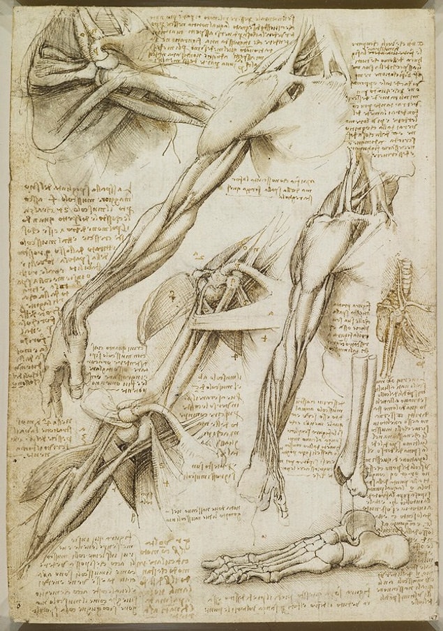 3. The muscles found on the arms and the shoulders, and foot bones.