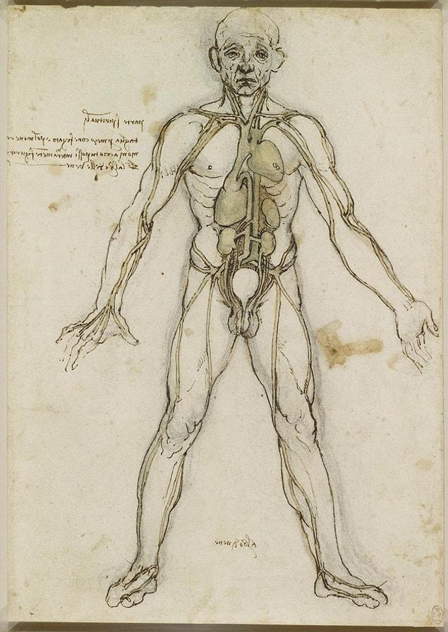2. Here is another drawing that shows the heart, some other internal organs and the main arteries of the body.