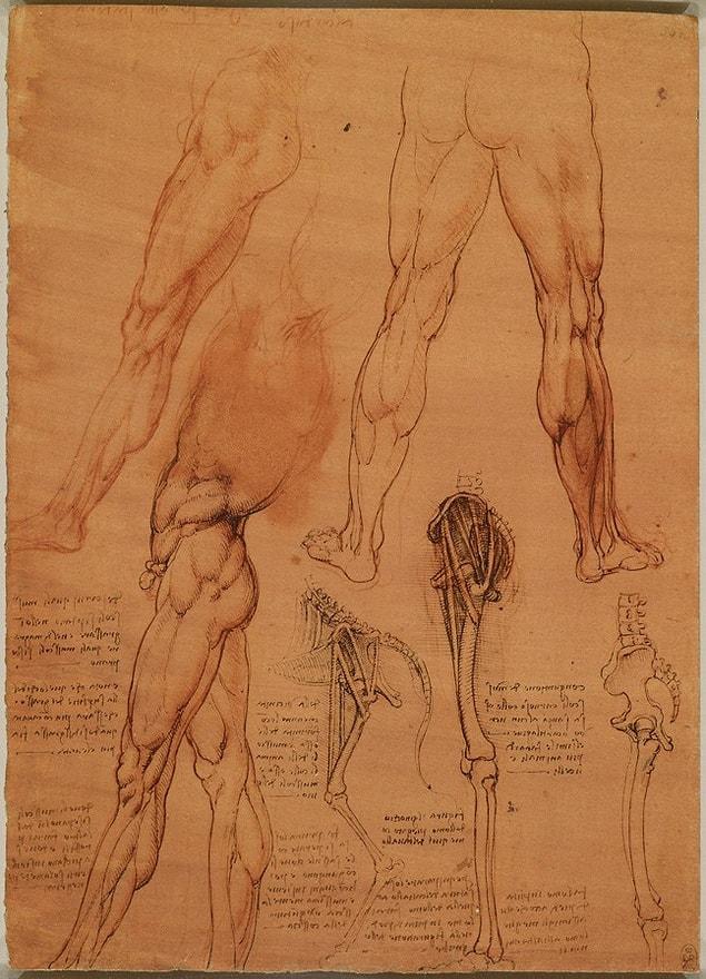6. Here is a drawing on leg bones and muscles.