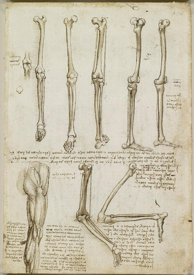 10. Depictions of leg and foot bones.