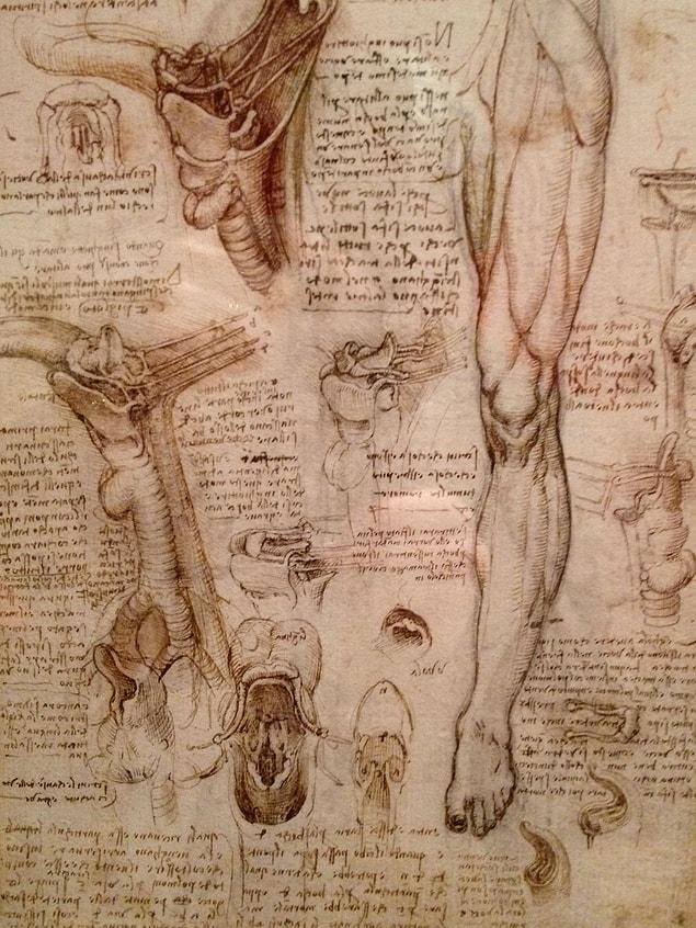 13. Drawings and depictions of some of the bones we have in our body and leg muscles.