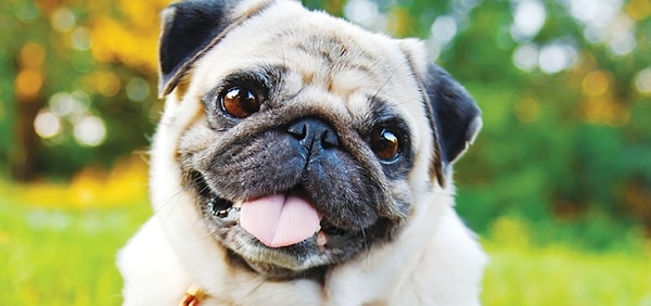 Твоя собака - Мопс