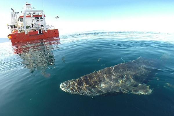 Grönland köpek balığını çiftleşmesi yaklaşık olarak 156 yaşında gerçekleşiyor
