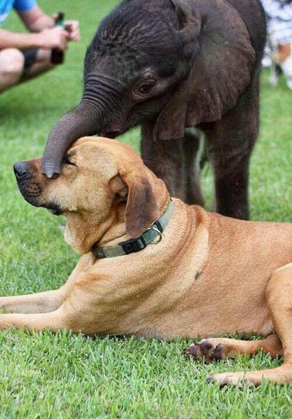 15. Слоны трепетно относятся к другим животным.