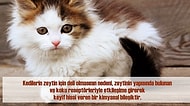 17 Soru ve Cevapla Kedilerle İlgili Bilmeniz Gereken Birbirinden İlginç Gerçekler