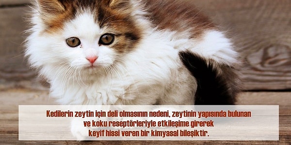 Kedinizin kuyruğu hakkında bilmeniz gereken 4 gerçek Kedinizin kuyruğu hakkında bilmeniz gereken 4 gerçek