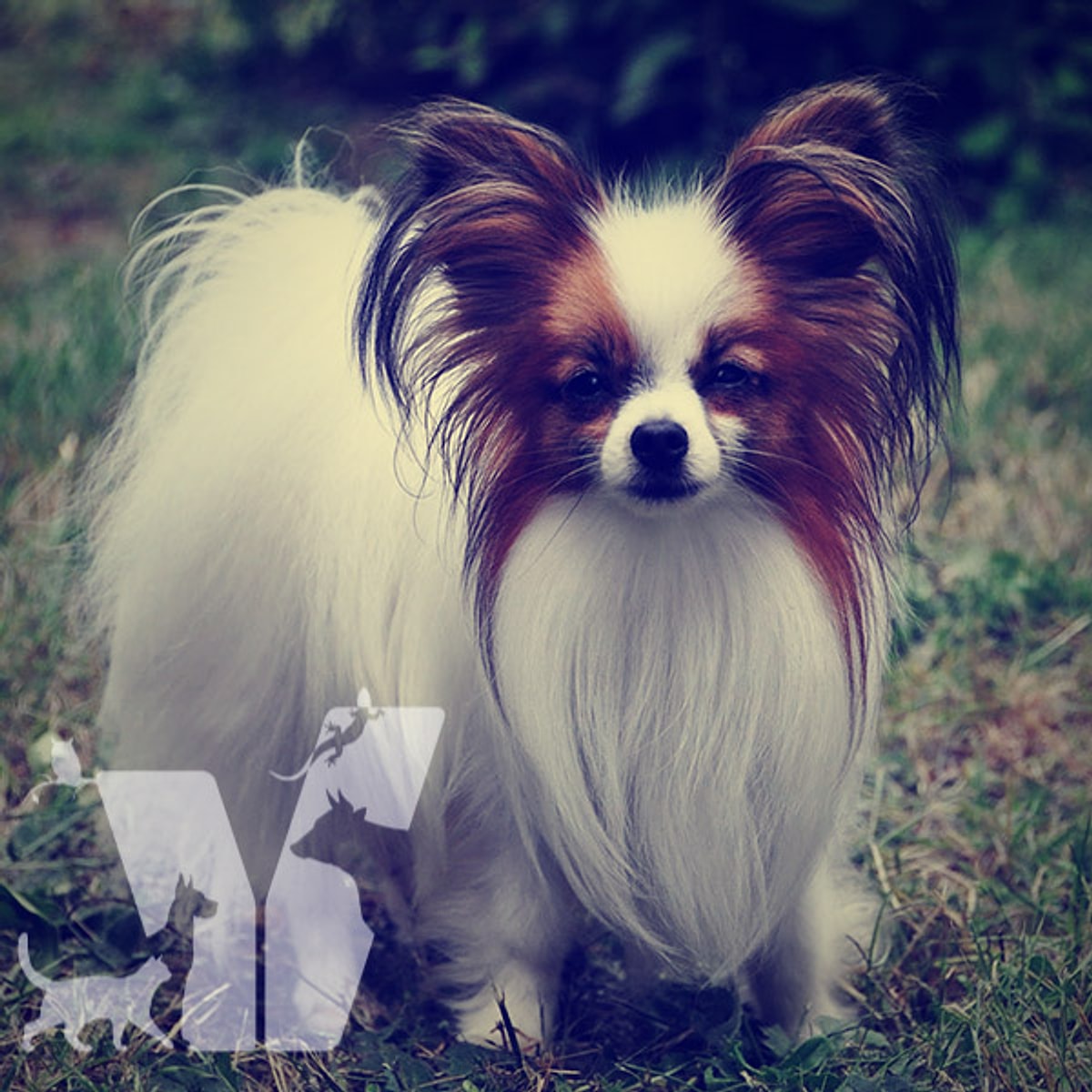 Birbirinden Guzel Papillon Irki Kopekler