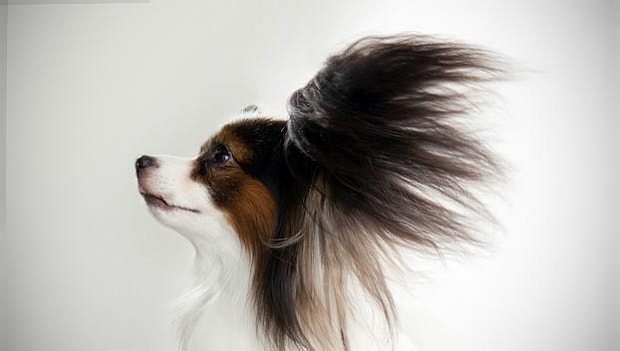 Birbirinden Guzel Papillon Irki Kopekler