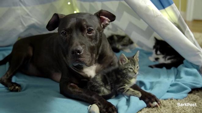 Dostluğunuzu Yesinler: Karşınızda Saldırganlıktan Kedi Kankalığına Geçen Pitbull Cherry
