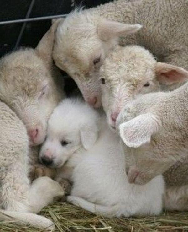 24. Koyunlarla da dost olabilirler.