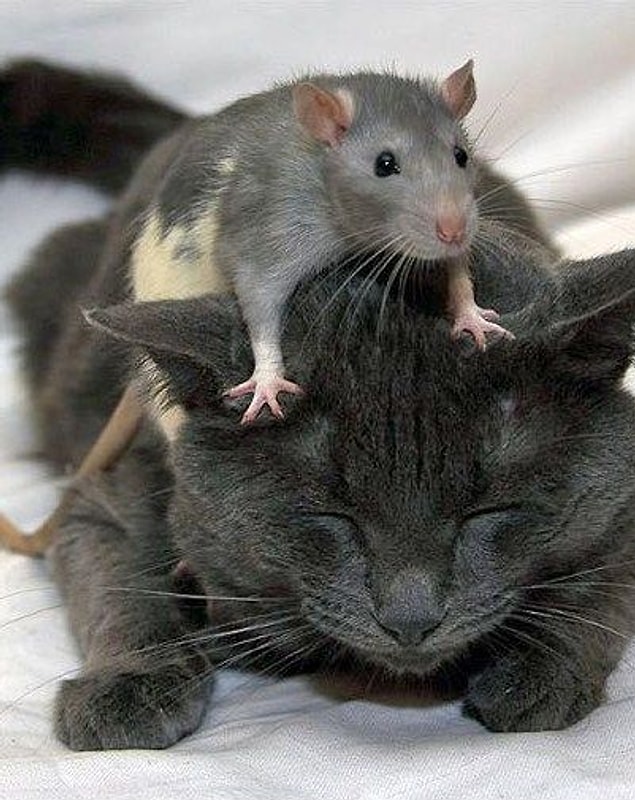 1. Unutun Tom ve Jerry'yi.